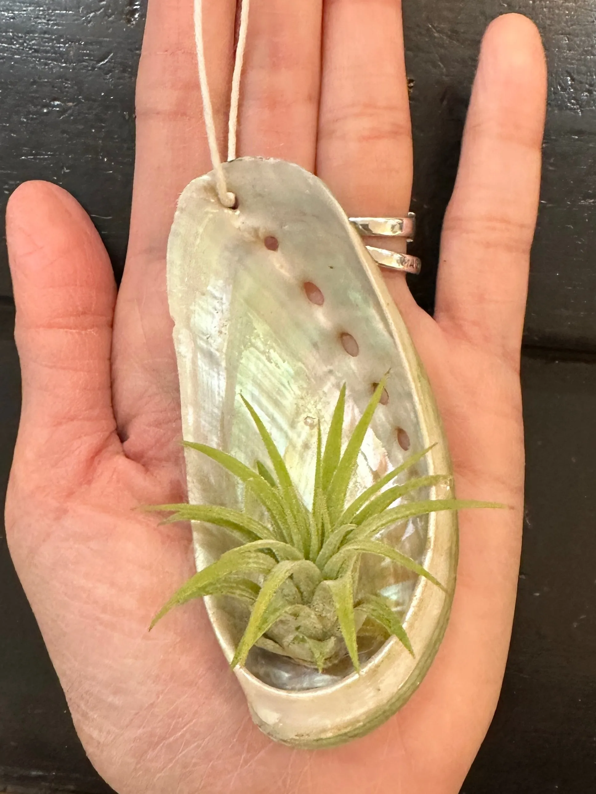 Abalone Shell Air Plant Holder With Plant