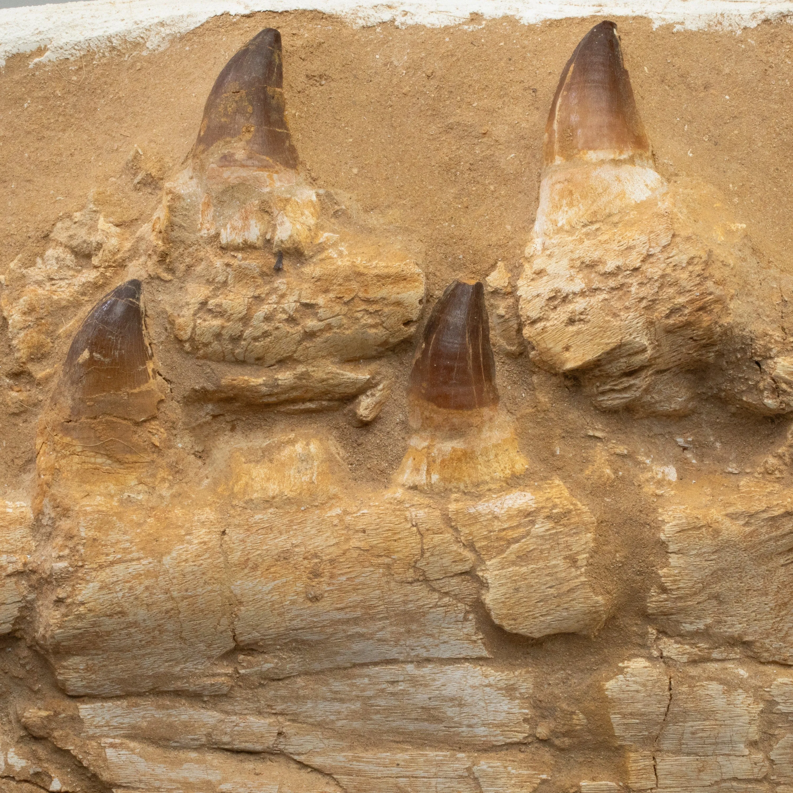 Mosasaurus Jaw and Teeth Fossil in Matrix - 30in.